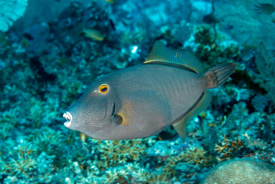 Yelloweye filefish, Cantherhines dumerili, Raja Ampat Indonesia.