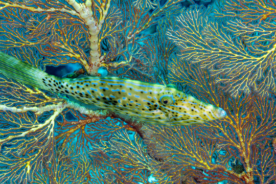 Scribbled filefish, Aluterus scriptus, Raja Ampat Indonesia.