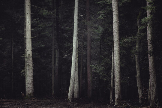 View of tall, straight tree trunks in a dense, dark forest with moody lighting in Poland.