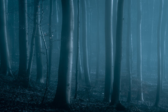 View of a dense forest with tall dark tree trunks shrouded in thick mist and moody blue light in Poland.