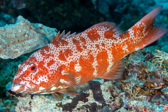 Leopard coral grouper, Plectropomus leopardus, Raja Ampat Indonesia.