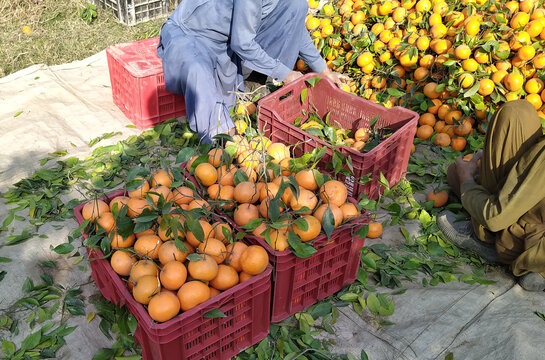 View of workers sorting and grading freshly harvested oranges into plastic crates in an orchard in Multan City, Punjab, Pakistan.