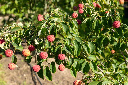 Cornus kousa 'Milky Way' Ast mit Bl&auml;ttern und Fr&uuml;chten