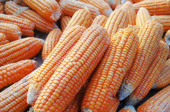 View of harvested corn cobs with vibrant yellow and orange kernels drying in the sun in Jahanian, Punjab, Pakistan.