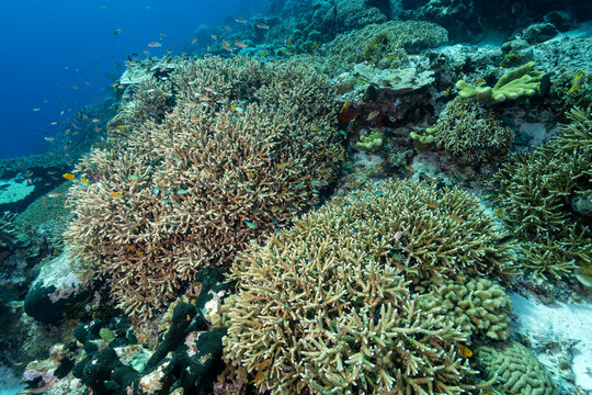 Reef scenic with Acropora corals Raja Ampat Indonesia.