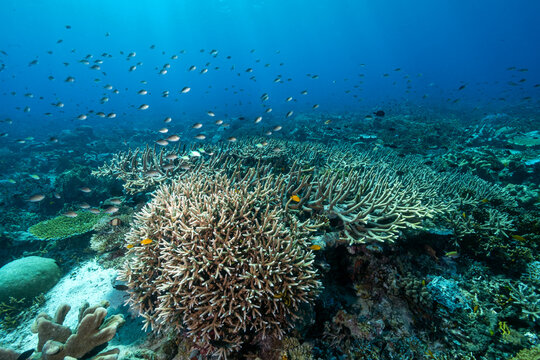 Reef scenic with Acropora corals Raja Ampat Indonesia.