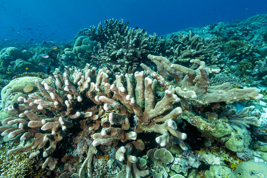 Stony coral, Isopora palifera, Raja Ampat Indonesia.