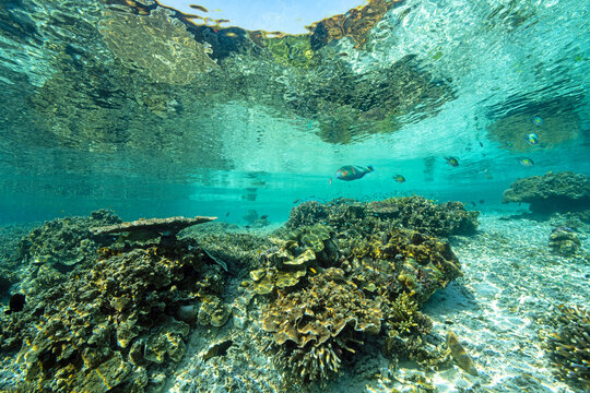 Reef scenic with Acropora corals Raja Ampat Indonesia.