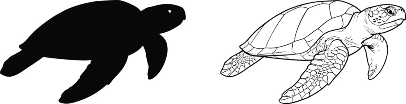 Turtle Vector Illustration with Detailed Shell Design