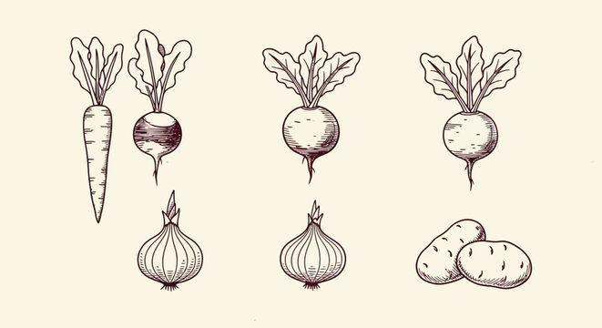 Vintage hand drawn root vegetables set, 8 engraved style vegetable icons, retro carrot beet onion and potato vector illustrations