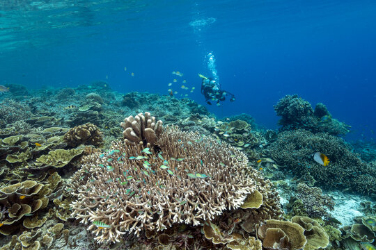 Reef scenic with pristine staghorn corals Raja Ampat Indonesia.