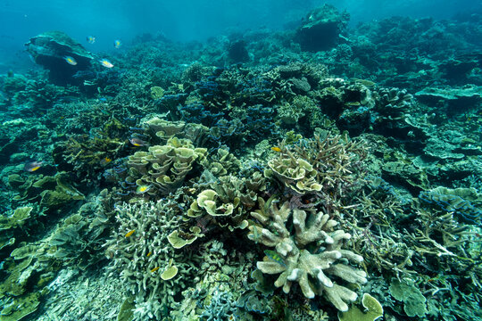 Reef scenic with pristine staghorn corals Raja Ampat Indonesia.