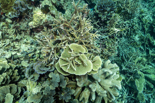 Reef scenic with pristine staghorn corals Raja Ampat Indonesia.