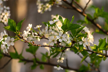 Lush Cherry Blossom Branch Covered with White Flowers in Spring © Angelli Foto