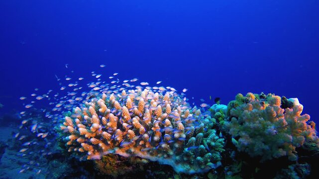 Coral Garden Orange Blue Green Fish. Tropical fish reef marine. Soft-hard corals seascape. Vibrant coral garden. Reef coral scene. Beautiful soft coral. Sea reef.