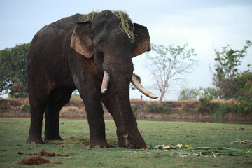 Wild elephants gather near dense green vegetation in their natural jungle habitat. © Sumith