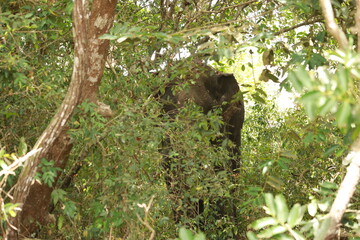 Wild elephants gather near dense green vegetation in their natural jungle habitat. © Sumith