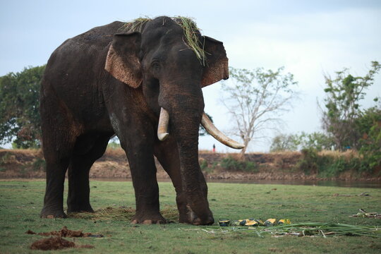 Wild elephants gather near dense green vegetation in their natural jungle habitat.