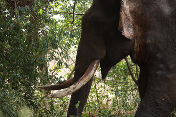 Wild elephants gather near dense green vegetation in their natural jungle habitat. © Sumith