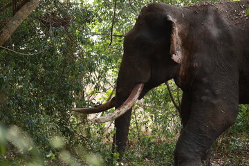 Wild elephants gather near dense green vegetation in their natural jungle habitat. © Sumith