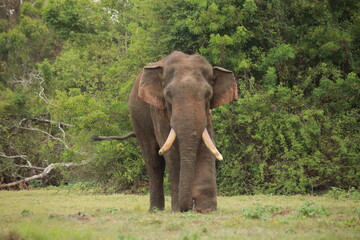 Wild elephants gather near dense green vegetation in their natural jungle habitat. © Sumith