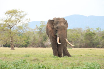 Wild elephants gather near dense green vegetation in their natural jungle habitat. © Sumith