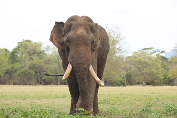 Wild elephants gather near dense green vegetation in their natural jungle habitat. © Sumith