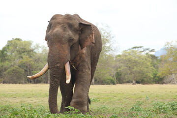 Wild elephants gather near dense green vegetation in their natural jungle habitat. © Sumith
