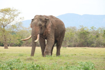 Wild elephants gather near dense green vegetation in their natural jungle habitat. © Sumith