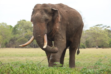 Wild elephants gather near dense green vegetation in their natural jungle habitat. © Sumith