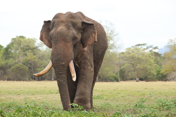 Wild elephants gather near dense green vegetation in their natural jungle habitat. © Sumith