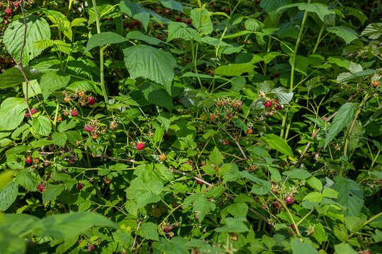 Wild Forest Raspberries Growing on a Green Branch. Close-up macro view of ripe wild raspberries growing on a natural branch in the forest. The bright red berries stand out against lush green leaves 