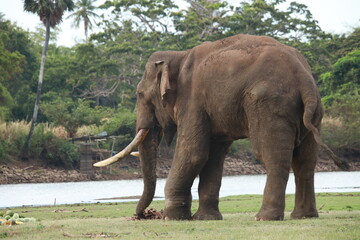 Wild elephants gather near dense green vegetation in their natural jungle habitat. © Sumith