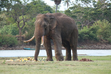 Wild elephants gather near dense green vegetation in their natural jungle habitat. © Sumith