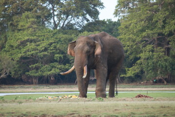 Wild elephants gather near dense green vegetation in their natural jungle habitat. © Sumith