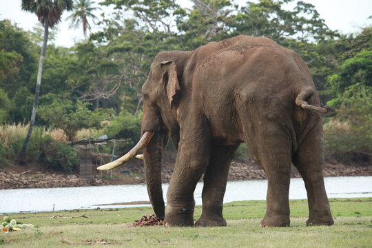 Wild elephants gather near dense green vegetation in their natural jungle habitat.