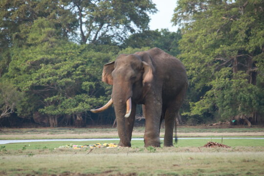 Wild elephants gather near dense green vegetation in their natural jungle habitat.