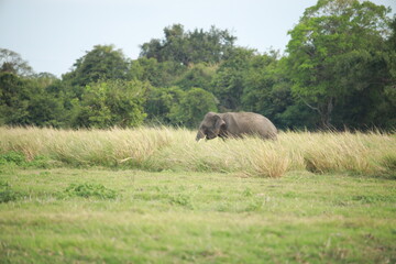Wild elephants gather near dense green vegetation in their natural jungle habitat. © Sumith