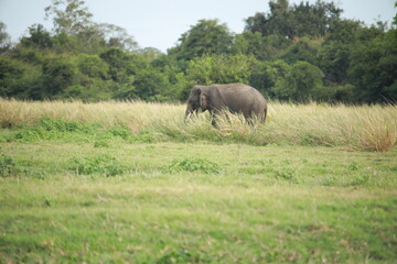 Wild elephants gather near dense green vegetation in their natural jungle habitat. © Sumith