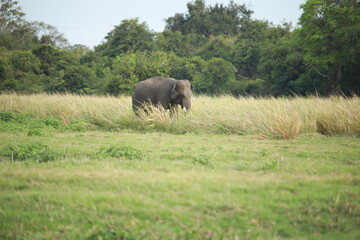 Wild elephants gather near dense green vegetation in their natural jungle habitat. © Sumith