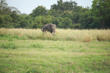 Wild elephants gather near dense green vegetation in their natural jungle habitat. © Sumith