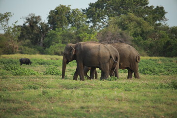 Wild elephants gather near dense green vegetation in their natural jungle habitat. © Sumith