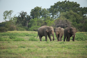 Wild elephants gather near dense green vegetation in their natural jungle habitat. © Sumith