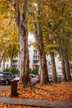 Autumn colors in Osijek streets with fallen leaves