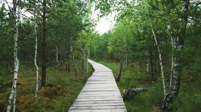 Wooden boardwalk trail through a green bog forest