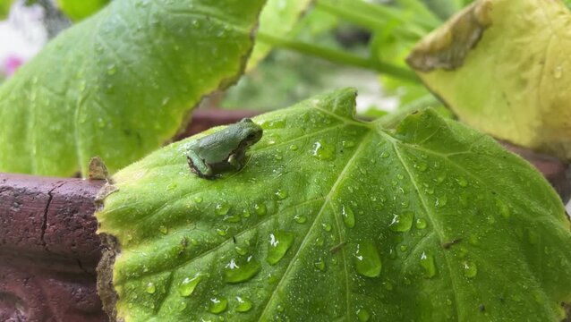 Tiny green tree frog resting on wet plant leaf with rain water droplets