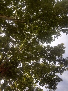 trees and sky