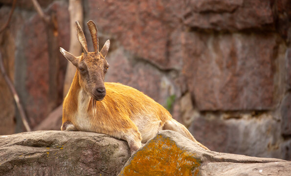 A wild ibex. A markhor (Capra falconeri), a wild goat native to Central Asia, the Karakoram, and the Himalayas, sits atop a cliff. Males have tightly curled, corkscrew-shaped horns up to 160 cm long.