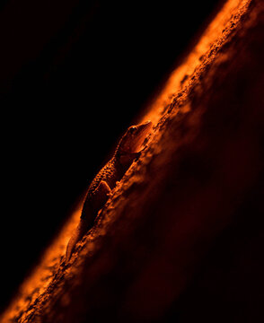 A gecko, climbing a dark wall at dusk, following a trail of red light, lying in wait, hoping to catch insects