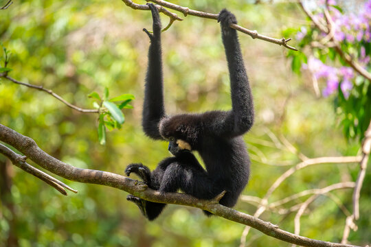 A white-cheeked gibbon resting on a tree branch. Rare tropical primates, gibbons (Nomascus leucogenys), in their natural habitat. Wild animals in tropical forests.